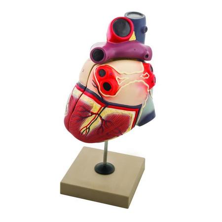 EISCO Model Human Heart - 2 Parts AM0078